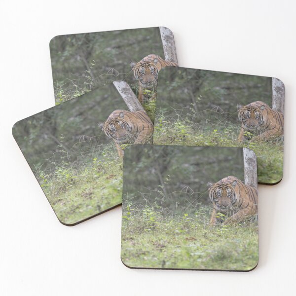 Item preview, Tiger in an Indian Jungle #2 designed and sold by Puttaswamy Ravishankar.