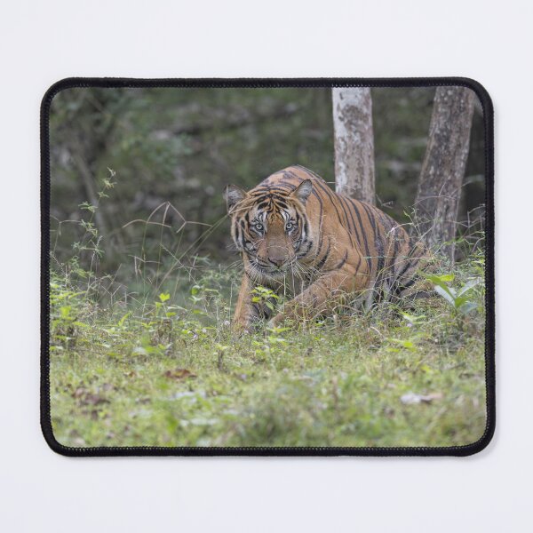 Item preview, Tiger in an Indian Jungle #2 designed and sold by Puttaswamy Ravishankar.