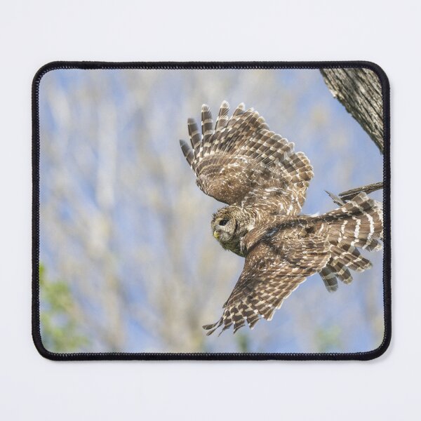 Item preview, Mama Barred owl in Flight designed and sold by Puttaswamy Ravishankar.