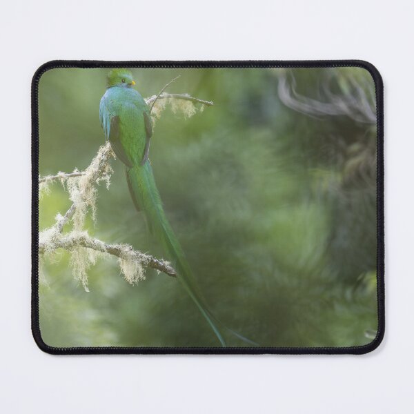 Item preview, Relaxing Resplendent quetzal designed and sold by Puttaswamy Ravishankar.
