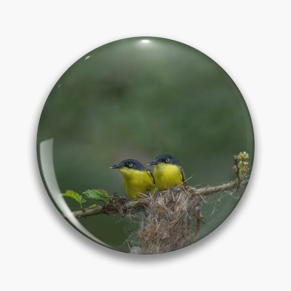 Item preview, Commontody flycatcher designed and sold by Puttaswamy Ravishankar.