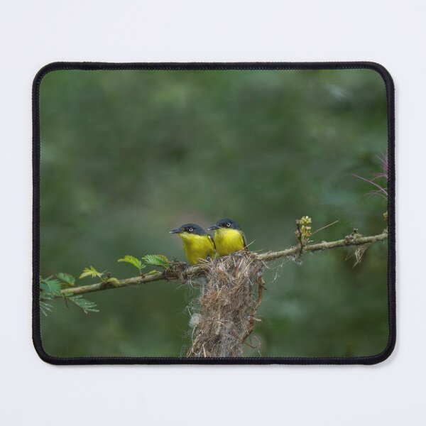 Item preview, Commontody flycatcher designed and sold by Puttaswamy Ravishankar.