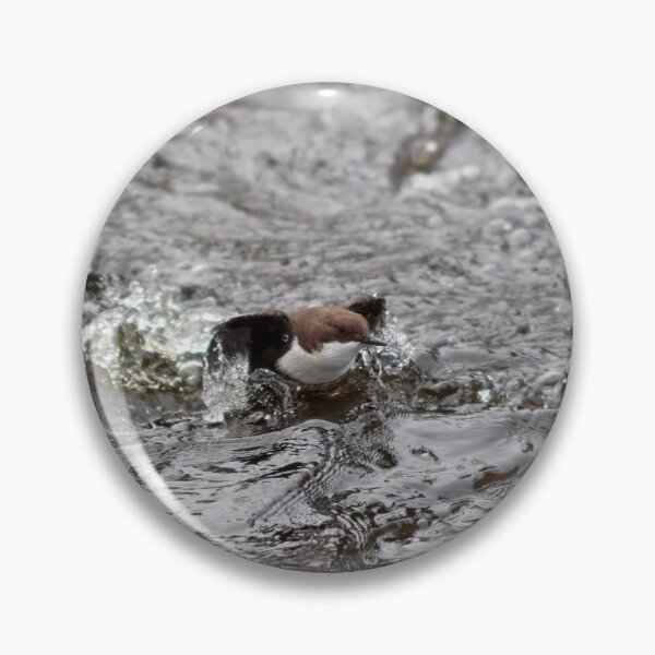 Item preview, Up and go. White-throated dipper designed and sold by Jouko Lehto Photography.