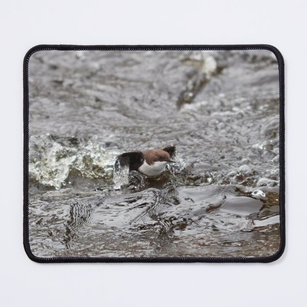Item preview, Up and go. White-throated dipper designed and sold by Jouko Lehto Photography.