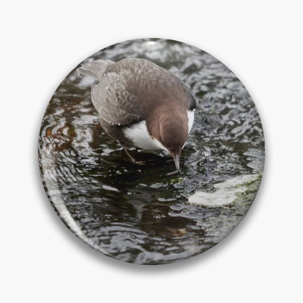 Item preview, To eat or not. White-throated dipper designed and sold by Jouko Lehto Photography.