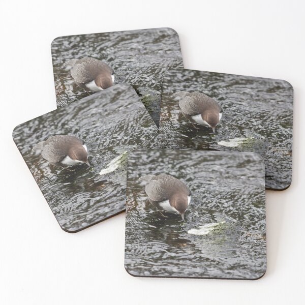 Item preview, To eat or not. White-throated dipper designed and sold by Jouko Lehto Photography.