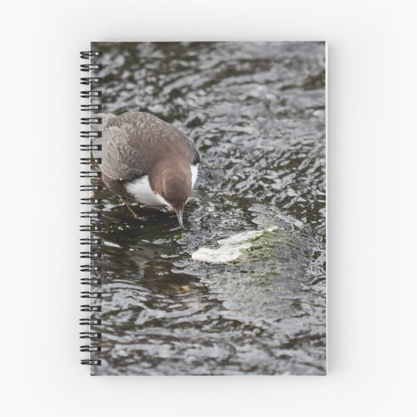 Item preview, To eat or not. White-throated dipper designed and sold by Jouko Lehto Photography.