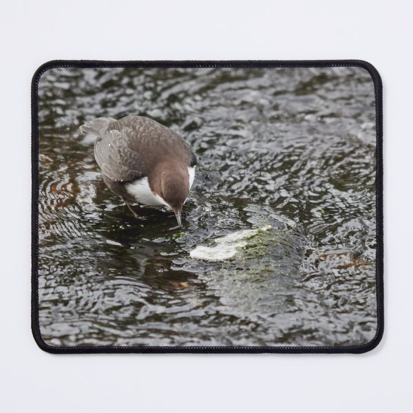 Item preview, To eat or not. White-throated dipper designed and sold by Jouko Lehto Photography.
