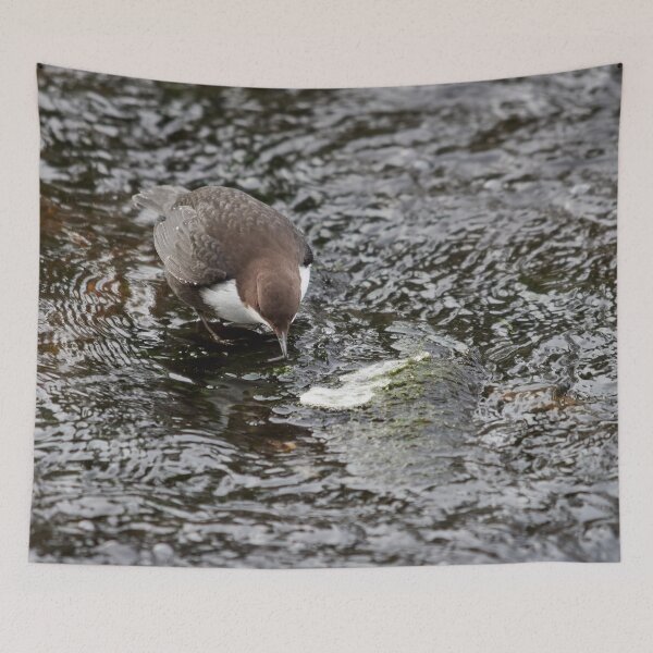 Item preview, To eat or not. White-throated dipper designed and sold by Jouko Lehto Photography.
