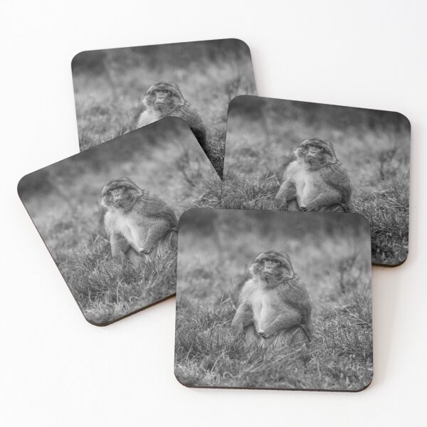 Item preview, barbary macaque at Trentham Gardens designed and sold by David Patterson.