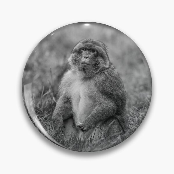 Item preview, barbary macaque at Trentham Gardens designed and sold by David Patterson.