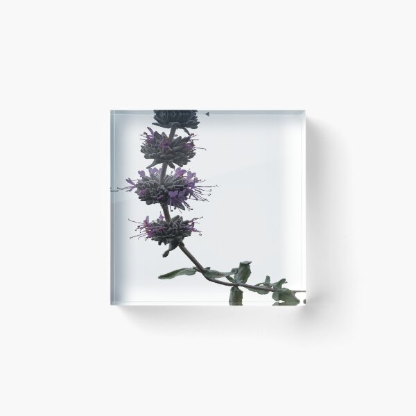 Artikelvorschau, Ojai wilde Blume entworfen und verkauft von kevinwmclain.