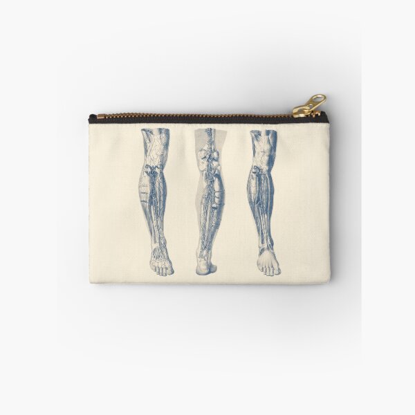 Item preview, Right Leg - Triple View - Muscular System Diagram designed and sold by VAposters.