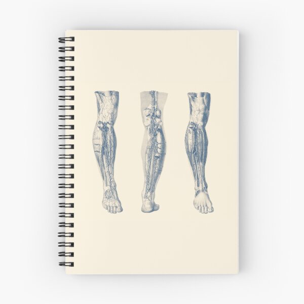 Item preview, Right Leg - Triple View - Muscular System Diagram designed and sold by VAposters.
