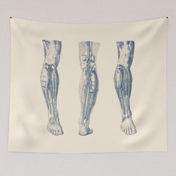 Item preview, Right Leg - Triple View - Muscular System Diagram designed and sold by VAposters.