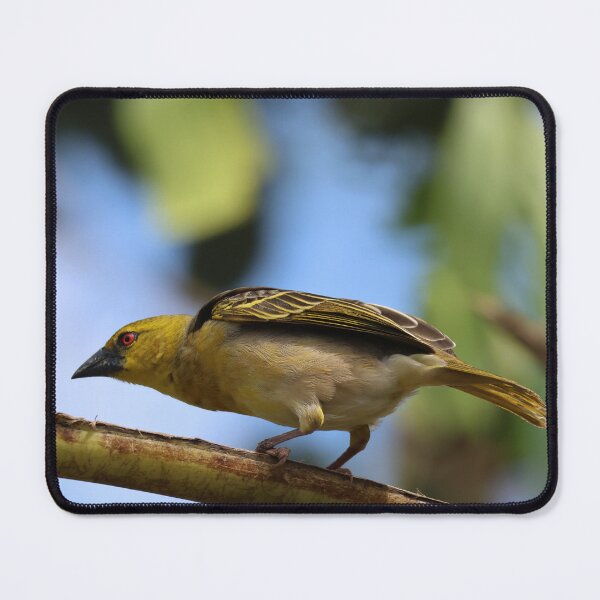 Artikelvorschau, Aufmerksamer Webervogel entworfen und verkauft von Proud & Pretty Wildlife Photography.