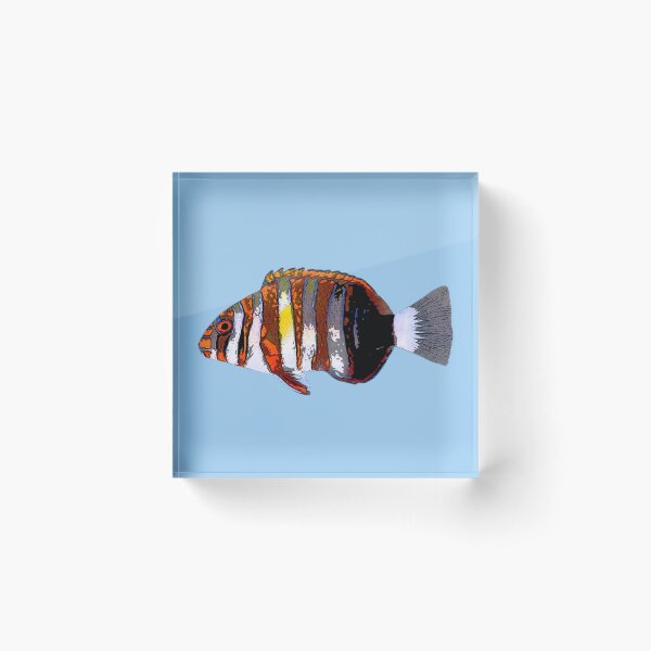 Item preview, Harlequin Tuskfish Color Design  designed and sold by designsasstultd.