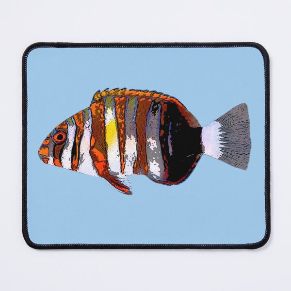 Item preview, Harlequin Tuskfish Color Design designed and sold by designsasstultd.