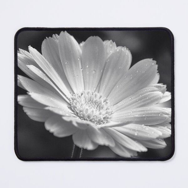 Aperçu de l'œuvre Calendula en noir et blanc créée et vendue par ADCImages.