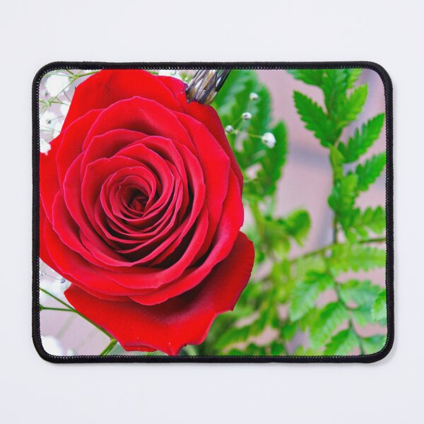 Item preview, rose of sant jordi designed and sold by manoloshoping.