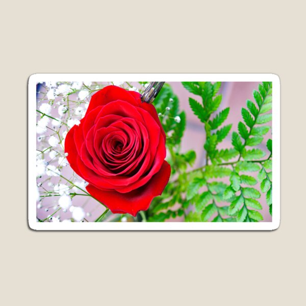 Item preview, rosa de sant Jordi designed and sold by manoloshoping.
