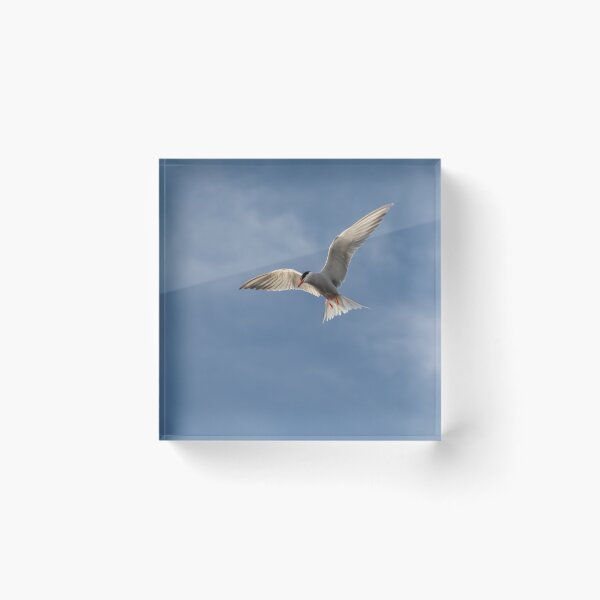 Item preview, Flying High: Graceful Arctic Tern in Flight designed and sold by David Patterson.