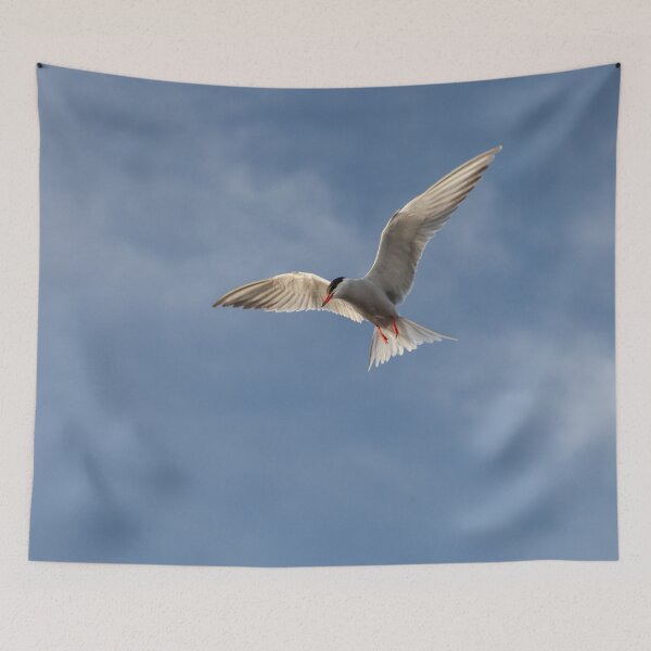 Item preview, Flying High: Graceful Arctic Tern in Flight designed and sold by David Patterson.