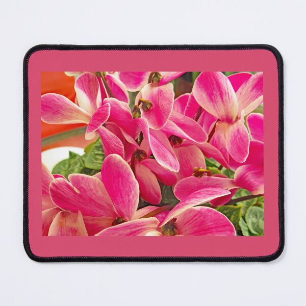 Item preview, Persian Pink Cyclamen designed and sold by manoloshoping.