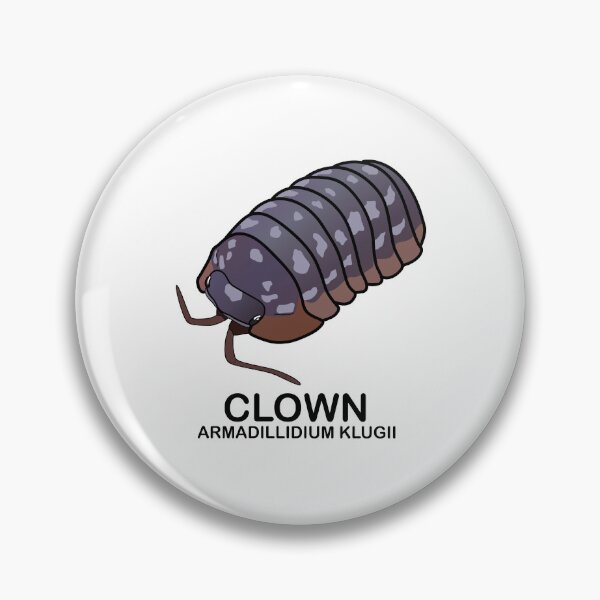 Item preview, Armadillidium Klugii 'Clown' designed and sold by ArmadilloPods.
