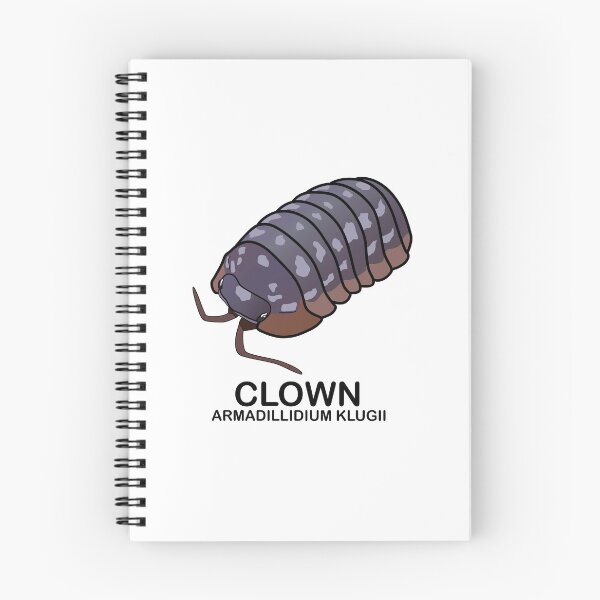 Aperçu de l'œuvre Armadillidium Klugii 'Clown' créée et vendue par ArmadilloPods.