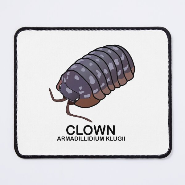 Item preview, Armadillidium Klugii 'Clown' designed and sold by ArmadilloPods.