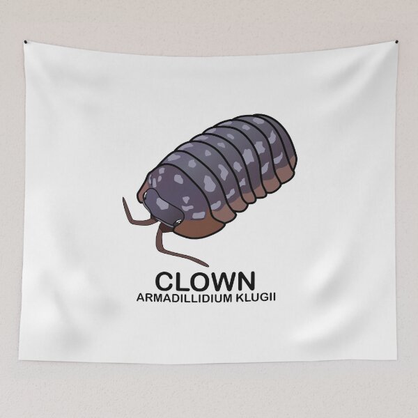 Item preview, Armadillidium Klugii 'Clown' designed and sold by ArmadilloPods.