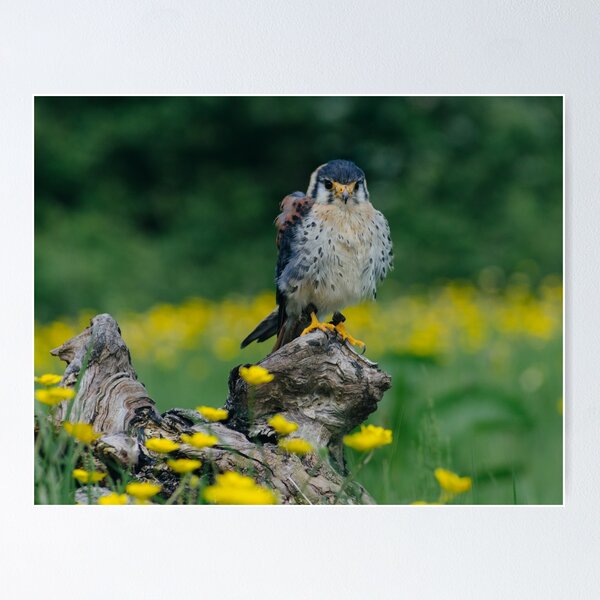 Item preview, American Kestrel designed and sold by CJDeanPhoto.