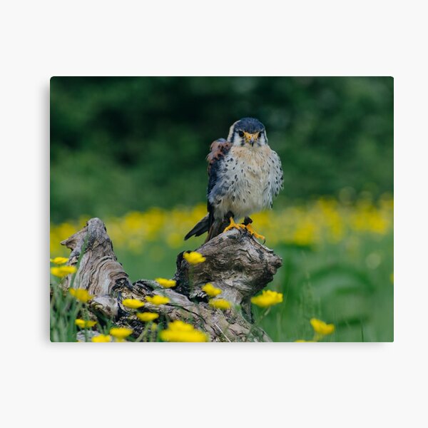 Item preview, American Kestrel designed and sold by CJDeanPhoto.