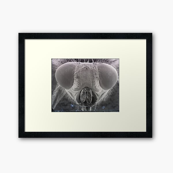 Item preview, Fly Eyes designed and sold by SEMphotoArt.