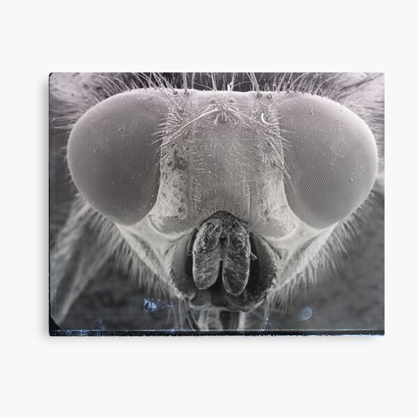 Item preview, Fly Eyes designed and sold by SEMphotoArt.