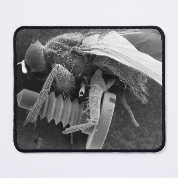 Item preview, Screw Fly designed and sold by SEMphotoArt.