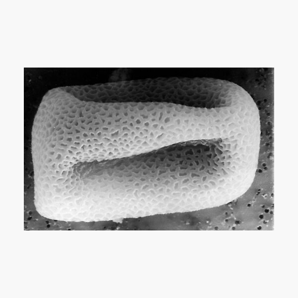 Item preview, diatomaceous earth designed and sold by SEMphotoArt.