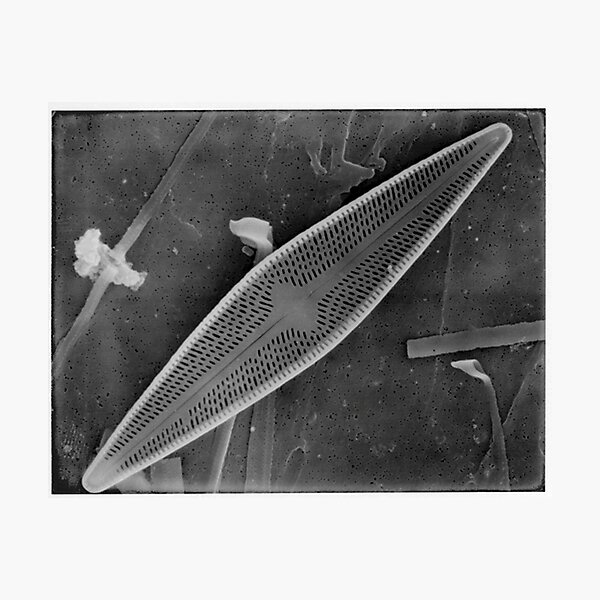 Item preview, Diatomaceous earth designed and sold by SEMphotoArt.
