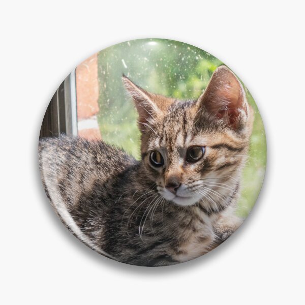 Item preview, Brown Tabby Sunbathing designed and sold by Sari Castro.