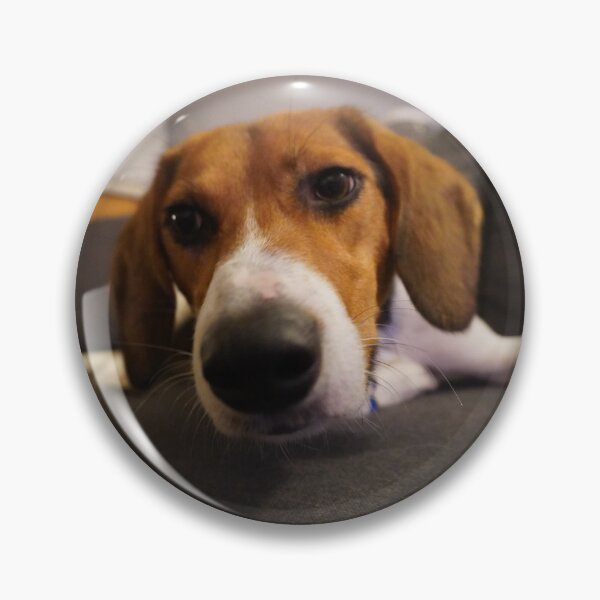 Item preview, Beagle snoot in your face designed and sold by ThoughtPlane.