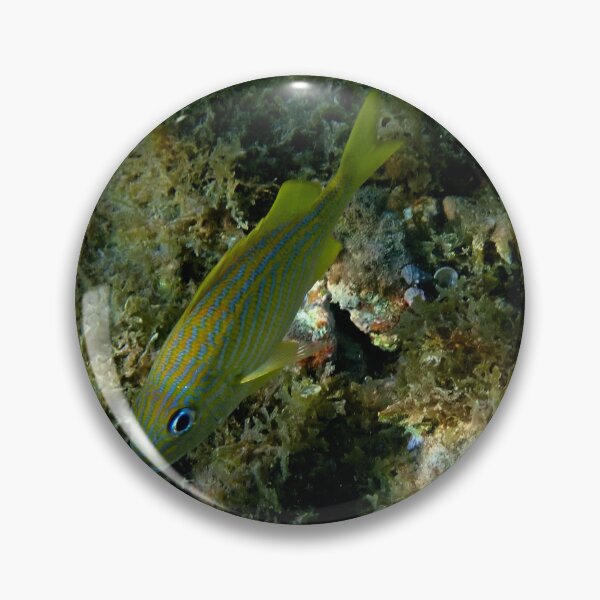 Item preview, Underwater - Bluestriped Grunt by Wagonesta  designed and sold by Wagonesta.