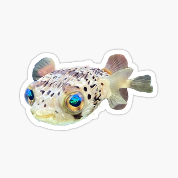Item preview, Adorable pufferfish designed and sold by GraceNoteCards.