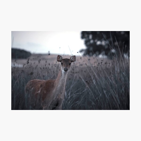Aperçu de l'œuvre Portrait de cerf Rusa Moody. créée et vendue par Kate4721.