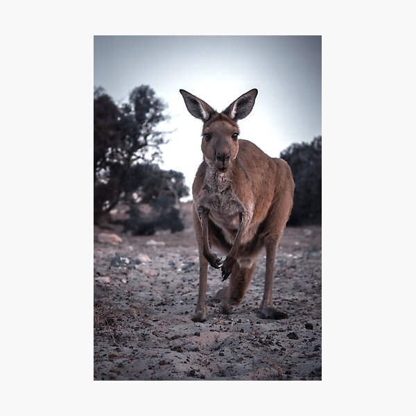Item preview,  Moody Kangaroo Portrait. designed and sold by Kate4721.