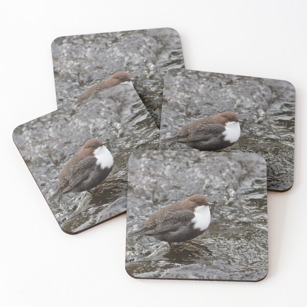 Item preview, Public profile. White-throated dipper designed and sold by Jouko Lehto Photography.