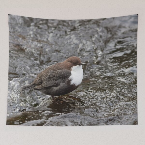 Item preview, Public profile. White-throated dipper designed and sold by Jouko Lehto Photography.