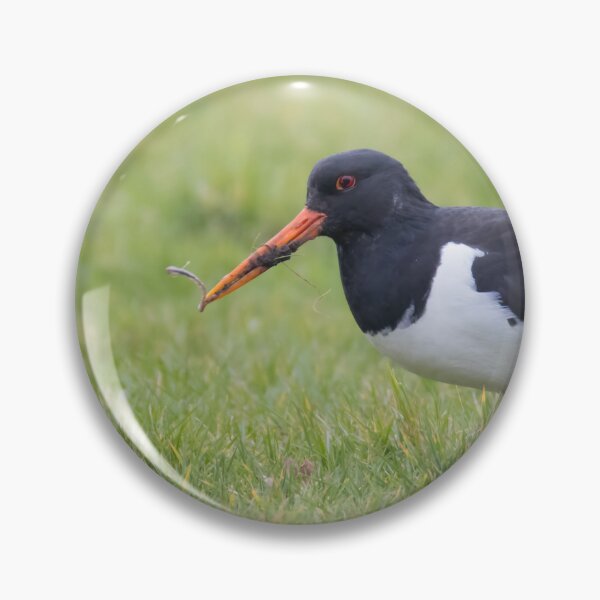 Item preview, Oystercatcher designed and sold by LaurenTucker.