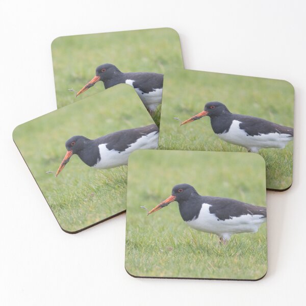 Item preview, Oystercatcher designed and sold by LaurenTucker.