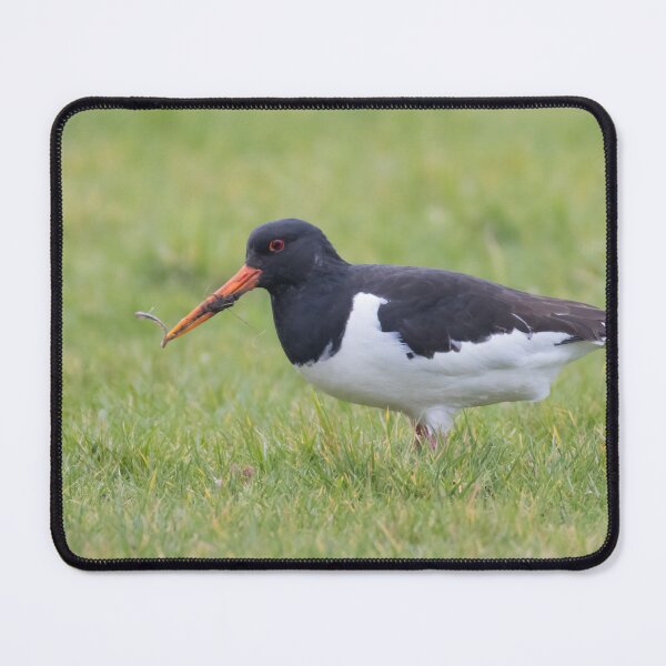 Item preview, Oystercatcher designed and sold by LaurenTucker.